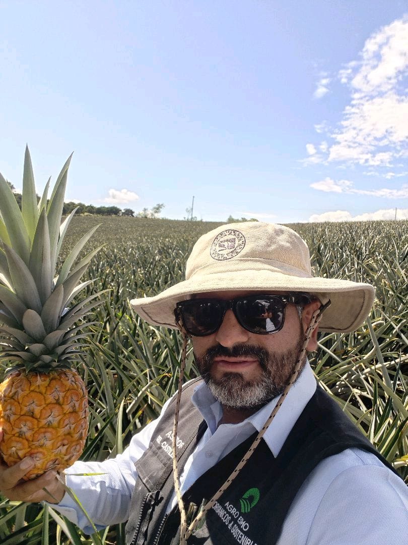 Equipo en campo de piñas